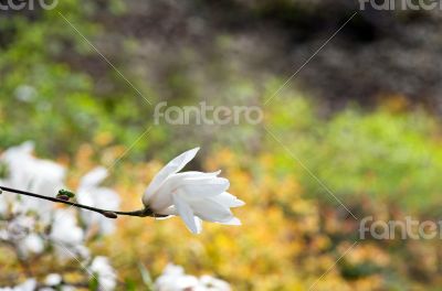 Beautiful Flowers of a Magnolia Tree