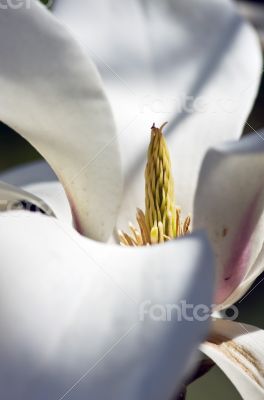 Beautiful Flowers of a Magnolia Tree