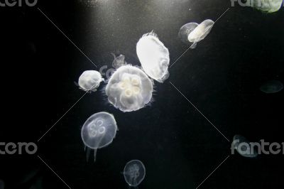 Jellyfish