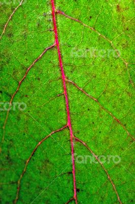Leaf with pink vein