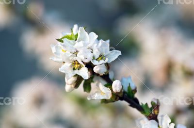 Cherry blossom closeup over natural background 