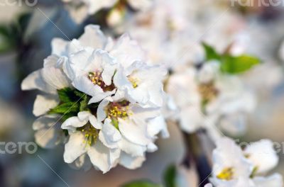 Cherry blossom closeup over natural background 