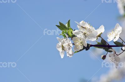 Cherry blossom closeup over natural background 