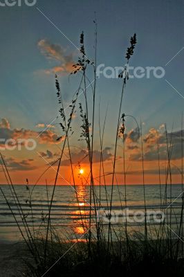 Reeds at Sunset