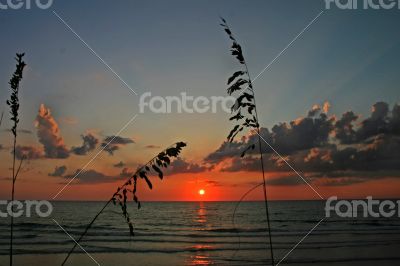 Reeds at Sunset