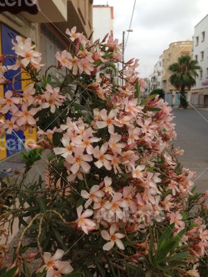 Orange flower