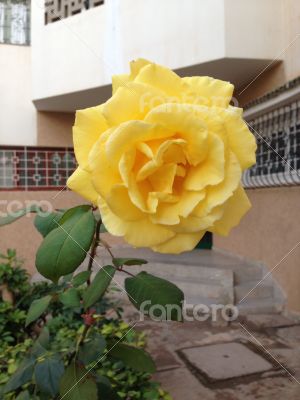 Yellow rose