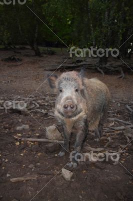 wild boar