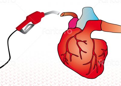 cardiac system