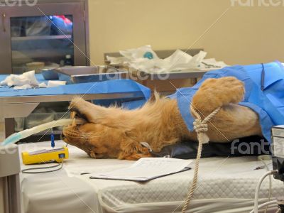 Lioness Surgery