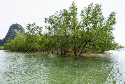 Avicennia officinalis is a species of mangrove