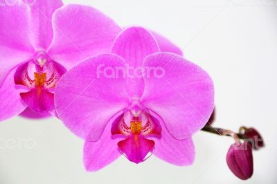 Beautiful orchid