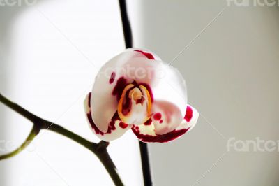 Beautiful orchid