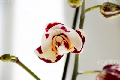 Beautiful orchid