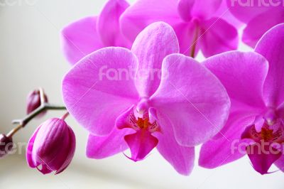 Beautiful orchid