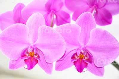 The beautiful orchid