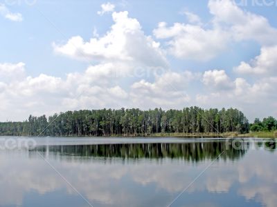 Forest Reflections