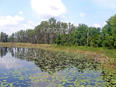 Lily pads and Trees