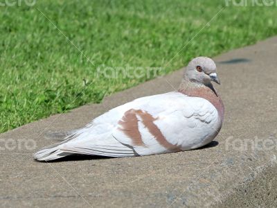 Brown and White Pigeon