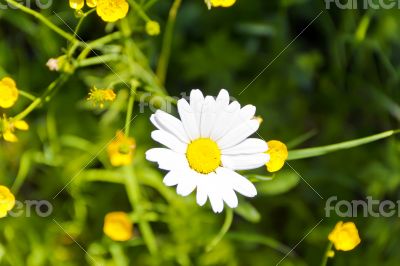 Daisywheel