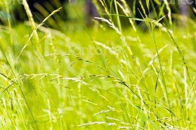 Green grass texture