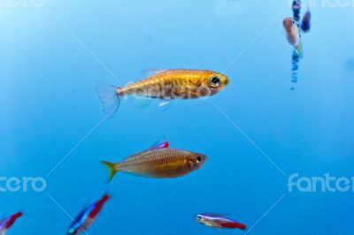 Aquarium fish