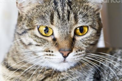 Cat portrait with yellow eyes 