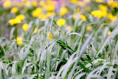 Green grass texture
