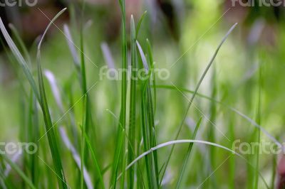 Green grass texture