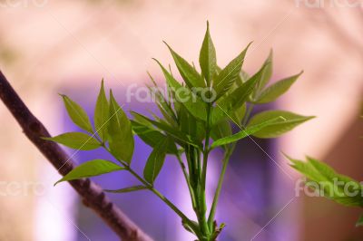 Green grass on pink background