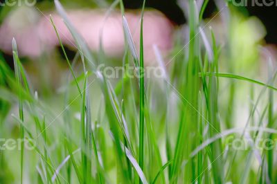 Green grass texture