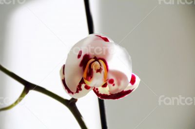 Beautiful orchid