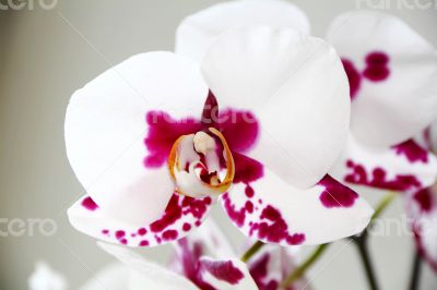 Beautiful orchid