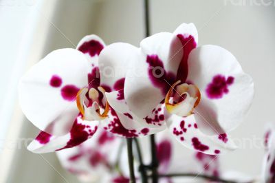 Beautiful orchid