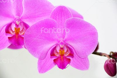 Beautiful orchid