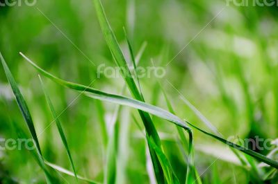 Green grass texture