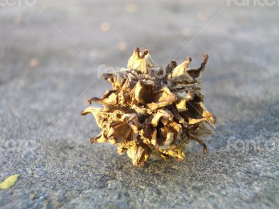 Close Up of Dried Flower Husk on Concrete