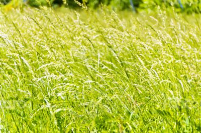 Green grass texture