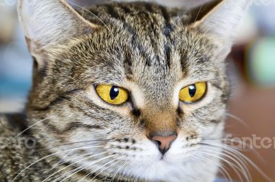 Cat portrait with yellow eyes 