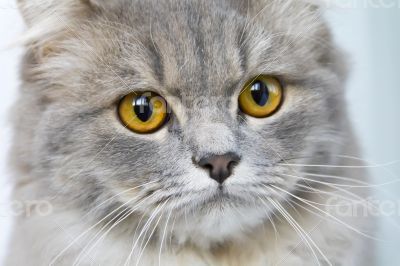 Cat portrait with yellow eyes 