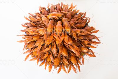 Many crawfishes