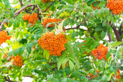 Rowanberry branch