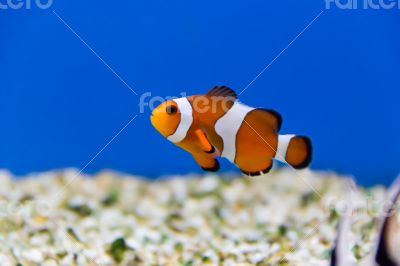 Clown fish