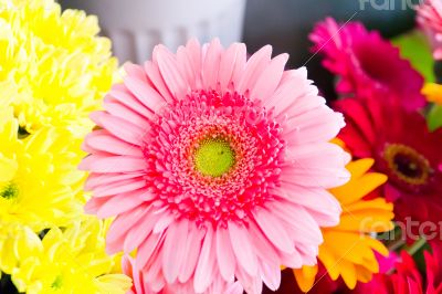 Pink chrysanthemum