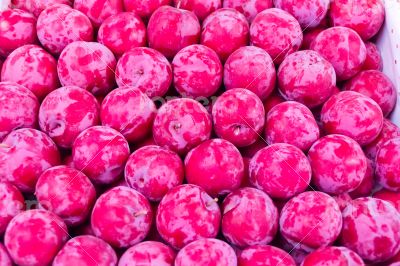 Background plum