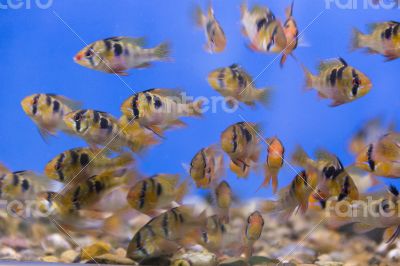 Bolivian ram cichlid