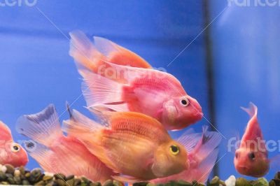 Red Parrot Cichlid