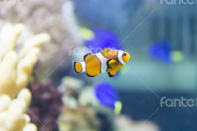 Clown fish