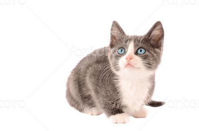 White and Grey Kitten