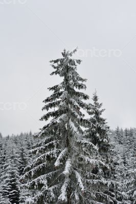 Snowy tree in wood
